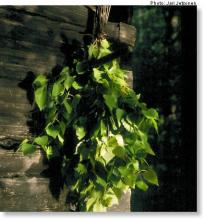 ✅ БАНЯ-БАЕНКА. БАННЫЕ ОБРЯДЫ. В жизни мирной или бранной, у любого рубежа...