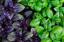 Базилик. Основные сферы воздействия: защита, любовь и изгнание нечистой силы.