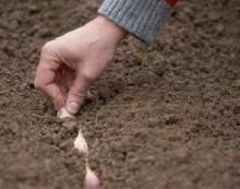 "БЕЛКА В КОЛЕСЕ"