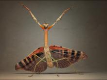 ✅ БОГОМОЛ-МОЛИТВА ПРЕД БУРЕЙ. Однажды Мне на глаза попалась картинка с...