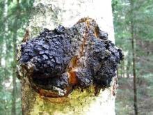 ЧАГА – ЦЕЛЕБНЫЙ ДАР ПРИРОДЫ. Чага богата полезными свойствами и является... ЧАГА – ЦЕЛЕБНЫЙ ДАР ПРИРОДЫ. Чага богата полезными свойствами и является...
