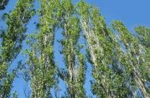 Где найти "аспирин" в лесу?