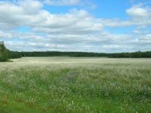 ✅ ГРЕЧКА. ТЯЖЕЛАЯ СУДЬБА РУССКОЙ ГРЕЧИХИ. Вильям Васильевич Похлёбкин - учёный... ✅ ГРЕЧКА. ТЯЖЕЛАЯ СУДЬБА РУССКОЙ ГРЕЧИХИ. Вильям Васильевич Похлёбкин - учёный...