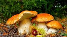 ✅ ГРИБЫ НА САДОВОМ УЧАСТКЕ. Лесные грибы на дачном или садовом участке!