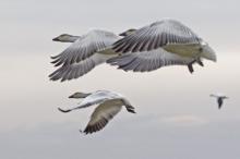 ✅ ГУСИ-ЛЕБЕДИ ЛЕТЕЛИ. Почитание водоплавающих птиц уходит корнями также в...
