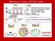 ✅ ИНГЛİИЗМЪ. 2 КУРСЪ. 10.1 УРОКЪ. ТЕМА: РОДЪ, РОДО-ПЛЕМЕННЫЕ СОЮЗЫ, ДЕРЖАВА.