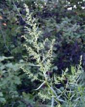 Как полынь помогает нечисть из дома выгнать. Вроде бы рвешь осторожненько самые... Как полынь помогает нечисть из дома выгнать. Вроде бы рвешь осторожненько самые...