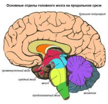 Как работает мозг. Для чего нужен сон?