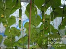 КАК ВЫРАСТИТЬ ОГУРЦЫ НА БАЛКОНЕ