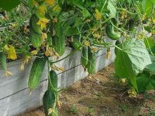 Какую пользу дают организму огурцы