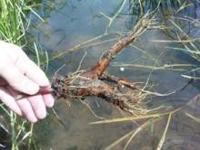 ✅ «КНЯЗЬ» ЛЕКАРСТВЕННЫХ РАСТЕНИЙ. Вспоминая о лекарственных растениях, люди...