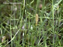 Лечебное применение хвоща (продолжение).