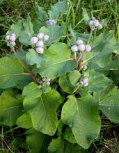 ЛОПУХ - МЕДВЕЖЬЯ ТРАВА