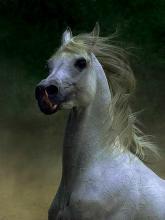 Лошадь – дикая красота.