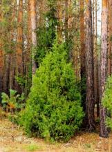 ✅ МОЖЖЕВЕЛЬНИК В НАРОДНОЙ МЕДИЦИНЕ, НА СТОЛЕ И НА ДАЧНОМ УЧАСТКЕ. Можжевельник...