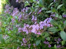 ✅ МЫЛЬНЯНКА ВМЕСТО МЫЛА (НАШ АНАЛОГ МЫЛЬНЫХ ОРЕХОВ).