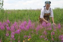 Напоминаем, что приближается пора сбора Иван-чая! Напоминаем, что приближается пора сбора Иван-чая!