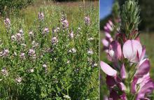 Народные средства для сосудов головного мозга Народные средства для сосудов головного мозга