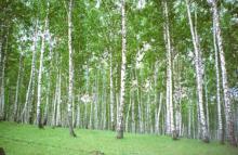 Не плюй на землю, и в воду, и в огонь, и не бранись, бросая худые слова на ветер.