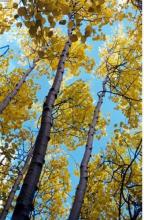 ✅ ОСИНА. Вот и осень пришла… По одной из примет про зиму, если листья осины... ✅ ОСИНА. Вот и осень пришла… По одной из примет про зиму, если листья осины...