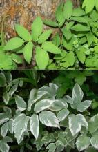 Осторожно! Декоративные растения, которые быстро могут стать сорняками.