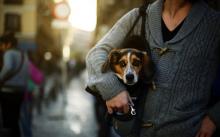 Первыми на том свете нас встретят наши собаки🐕. Все, которые были с нами в этом...