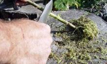 ✅ ПРИРОДНЫЙ “АСПИРИН” В ЛЕСУ. В природе есть все необходимое для выживания в... ✅ ПРИРОДНЫЙ “АСПИРИН” В ЛЕСУ. В природе есть все необходимое для выживания в...