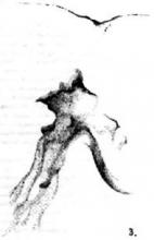 ✅ СНЕЖНЫЙ БАРС. Снежный барс (ирбис; латинские названия - Unciauncia и... ✅ СНЕЖНЫЙ БАРС. Снежный барс (ирбис; латинские названия - Unciauncia и...