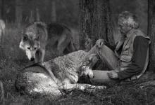 ✅ СТАРИК И ВОЛК. Старик да старушка. Жили на горушке. ✅ СТАРИК И ВОЛК. Старик да старушка. Жили на горушке.