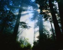 Святой Лесъ. Святой Лесъ.