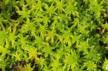 ЦЕЛЕБНЫЕ СВОЙСТВА МХОВ ЦЕЛЕБНЫЕ СВОЙСТВА МХОВ