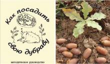 ✅ В. Захаров, А. Григорьев. КАК ПОСАДИТЬ СВОЮ ДУБРАВУ.