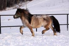 Якутская лошадь.