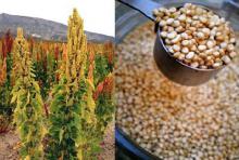 Зачем бороться с сорняками - если их можно съесть! Зачем бороться с сорняками - если их можно съесть!