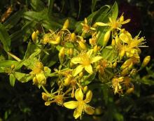 ✅ ЗВЕРОБОЙ. Зверобой (Нуреricumperforatum) - многолетнее травянистое растение...